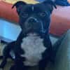 Rasta Rocquet, un loulou adorable