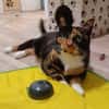 Louna