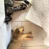 ARROW le petit joueur
