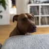 Brooklyn, femelle, Berger X Staffordshire Terrier (Décatégorisée par diagnose), née le 20/04/2022