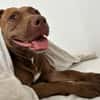 Brooklyn, femelle, Berger X Staffordshire Terrier (Décatégorisée par diagnose), née le 20/04/2022