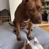 Brooklyn, femelle, Berger X Staffordshire Terrier (Décatégorisée par diagnose), née le 20/04/2022