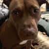 Brooklyn, femelle, Berger X Staffordshire Terrier (Décatégorisée par diagnose), née le 20/04/2022