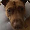 Brooklyn, femelle, Berger X Staffordshire Terrier (Décatégorisée par diagnose), née le 20/04/2022