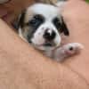 Ravi, mâle berger,né le 15/08/2025 🐶