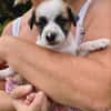 Ravi, mâle berger,né le 15/08/2025 🐶