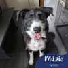 Mitzie