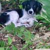 Crumble, mâle croisé berger, né le 26/06/2025 🐶