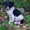 Crumble, mâle croisé berger, né le 26/06/2025 🐶