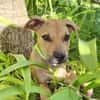 Barton, mâle croisé berger, né le 15/06/2025 🐶
