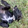Claudia, femelle berger, née le 21/06/2025 🐶
