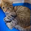 Tigre