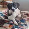 Traumhund sucht Traumzuhause