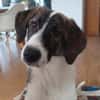 Traumhund sucht Traumzuhause