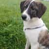 Traumhund sucht Traumzuhause