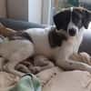 Traumhund sucht Traumzuhause