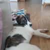 Traumhund sucht Traumzuhause