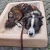 Enzo - sanftes Herz sucht ruhigen Hafen