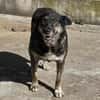 Lulu, freundliche Hündin sucht Familie