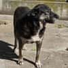 Lulu, freundliche Hündin sucht Familie