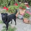 Lieber Anton