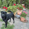Lieber Anton