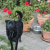 Lieber Anton