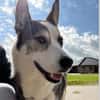 Sportliche Nala sucht ihre Familie !