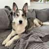 Sportliche Nala sucht ihre Familie !