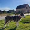 Sportliche Nala sucht ihre Familie !