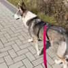 Sportliche Nala sucht ihre Familie !