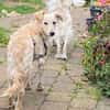 Toller Familienhund