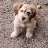 Nunu, kleiner Mann sucht Zuhause