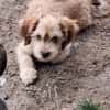 Nunu, kleiner Mann sucht Zuhause