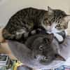 Pebbles & Ron suchen zusammen