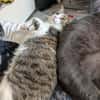Pebbles & Ron suchen zusammen
