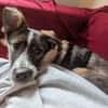 Xami💖 Kuscheliges Körbchen  gesucht