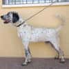 LUCHO (Maria)