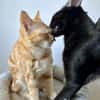 BAGHEERA & ALOHA