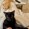 BAGHEERA & ALOHA