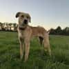 Pollux