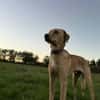 Pollux