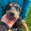 Sportliche PIPPA sucht liebes Zuhause