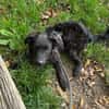 🐾 Ringo sucht sein Zuhause fürs Leben🐾