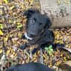 🐾 Ringo sucht sein Zuhause fürs Leben🐾