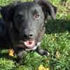 🐾 Ringo sucht sein Zuhause fürs Leben🐾