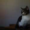 Katzenkind SUKI sucht ihr Zuhause!