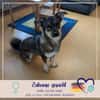 Maja - sucht ein neues Zuhause