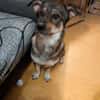 Maja - sucht ein neues Zuhause