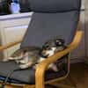 Maja - sucht ein neues Zuhause